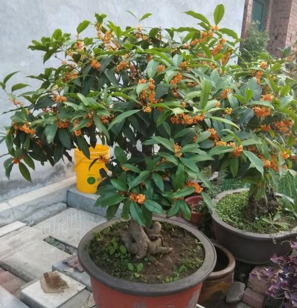 門前栽桂花“人前顯富貴”，盆栽桂花注意這4點，長成“貴人樹”