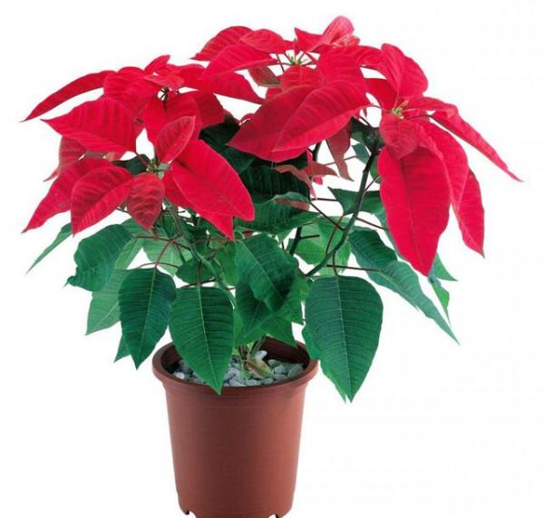 “100種花”適合養在陽臺上，一個比一個好看，還很好養護