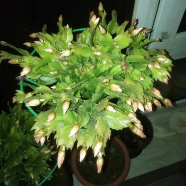 君子蘭蟹爪蘭不開花,虐一虐,關小黑屋,很快能解決 君子蘭蟹爪蘭不開花,虐一虐,關小黑屋,很快能解決