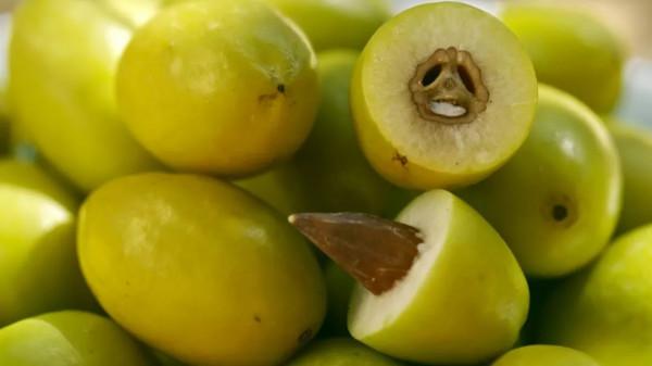 廣東大哥負債百萬，靠種植橄欖營收2000萬，帶領村民發家致富