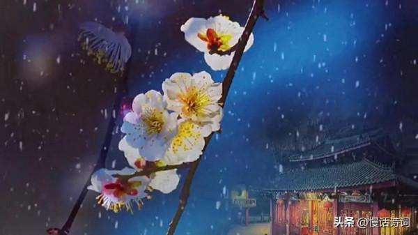 毛澤東的詠梅詞,洞察世事,梅花不懼嚴寒,抱雪盛開 毛澤東的詠梅詞,洞察世事,梅花不懼嚴寒,抱雪盛開