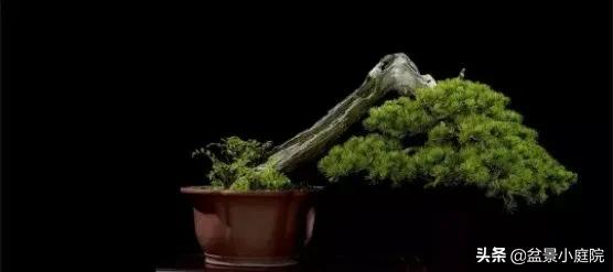 盆景橫樁，臥式低頭之美