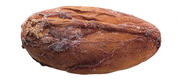 高可可含量的巧克力，改善排便還能提升記憶力？