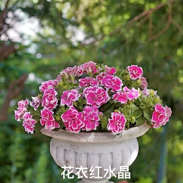 網紅矮牽牛品種介紹：愛慕系列、天空家族系列、花衣系列等