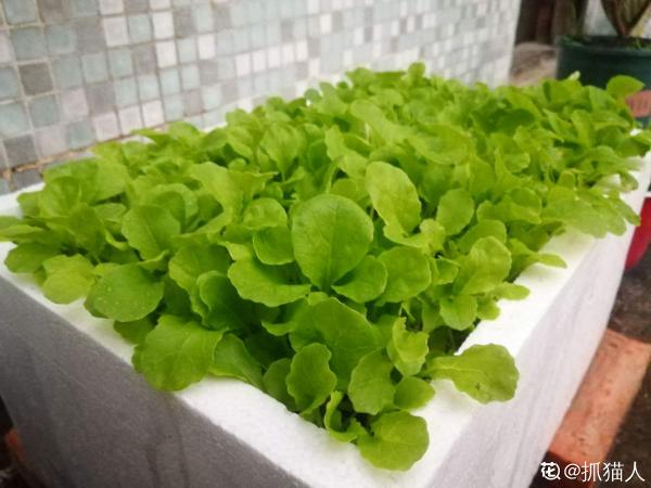 適合秋天種的10種蔬菜，現在播種，一個月上飯桌