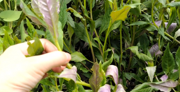 血皮菜，農村常見的一種野菜既美麗又美味，你真的瞭解它嗎