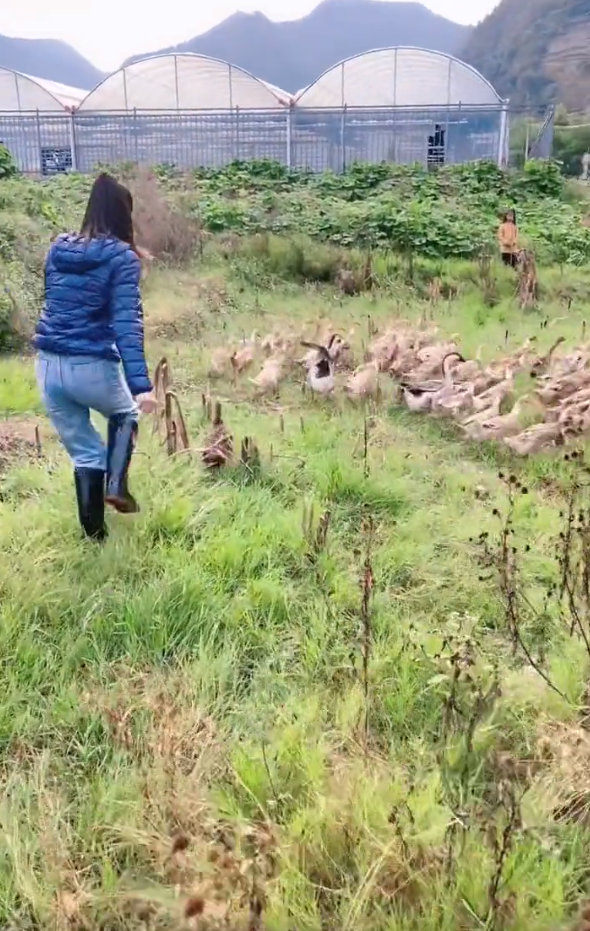 55歲李若彤戶外抓鴨子,揮臂追逐大笑超興奮,引發數十名村民圍觀 55歲李若彤戶外抓鴨子,揮臂追逐大笑超興奮,引發數十名村民圍觀