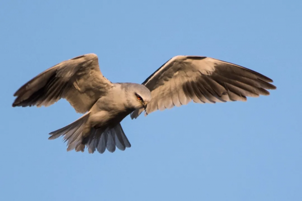 捉老鼠的黑翅鳶