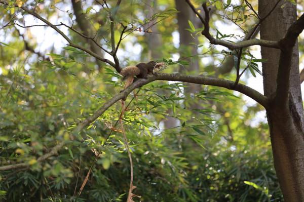 猜猜這是啥動物