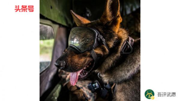 四條腿的戰士:從萌化了的小奶狗,到武裝到牙齒的敵人 四條腿的戰士:從萌化了的小奶狗,到武裝到牙齒的敵人