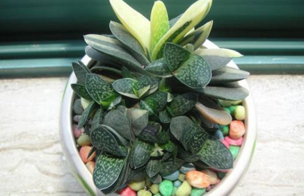 這4款“招財”多肉，家裡再窮都得養，好養活又漂亮