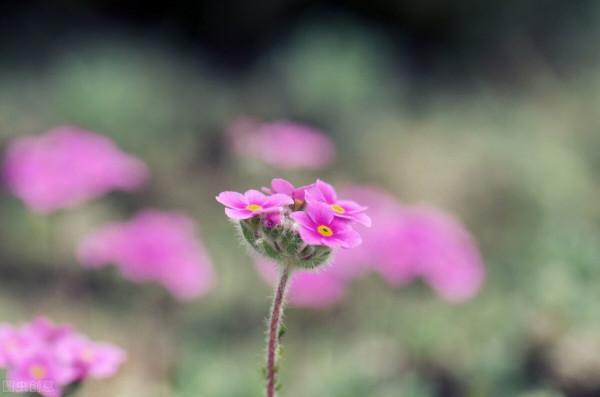 《中國大百科全書（第2版）》讀書筆記02642-報春花科