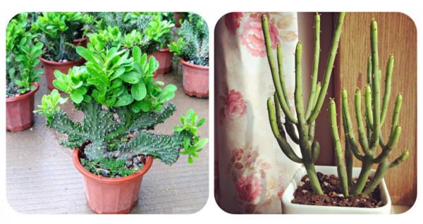 100種有毒的花和果，生活中很常見，出門要小心，避免受傷害