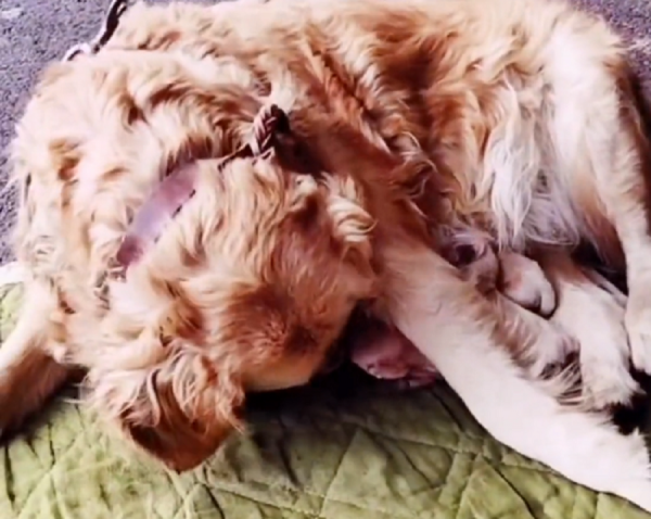 四川：狗肉車產子的金毛，依然母愛十足，還好之後它們遇到好心人