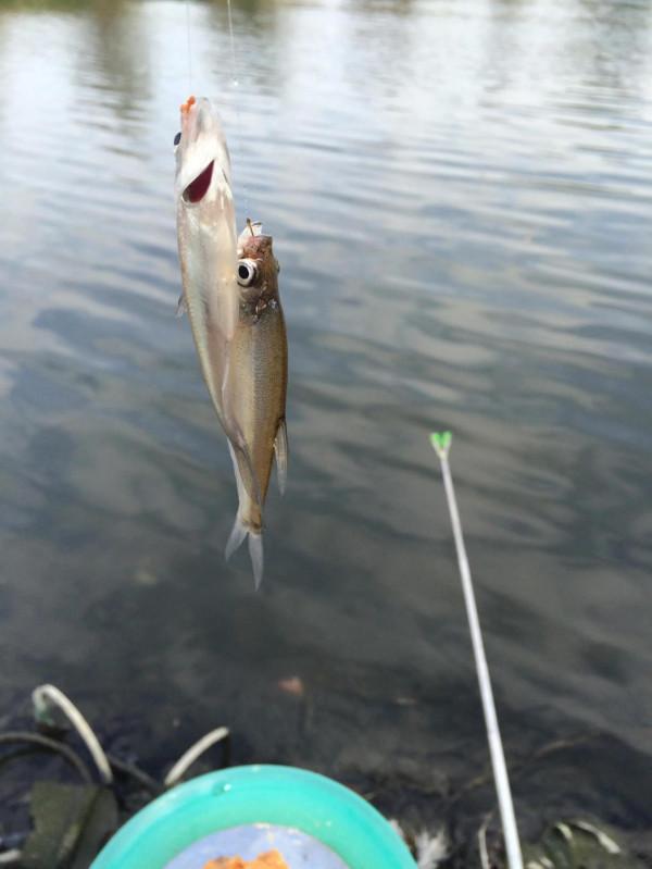 白石水庫釣魚一一差點出人命,《釣魚隨記》 白石水庫釣魚一一差點出人命,《釣魚隨記》