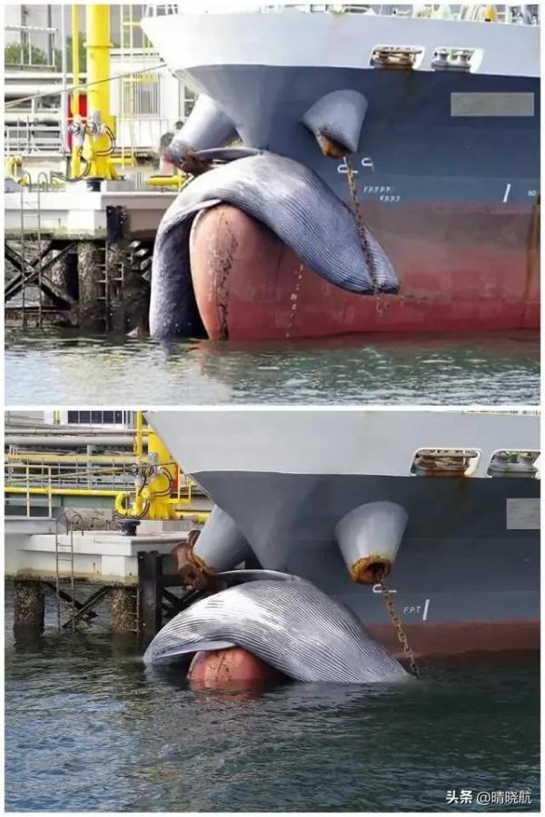 21張活久未見的罕見照片，大自然有時很殘酷，網友直呼長見識了