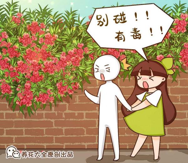 夾竹桃明明有劇毒，為什麼大街上隨處可見，還被稱作“希望之花”