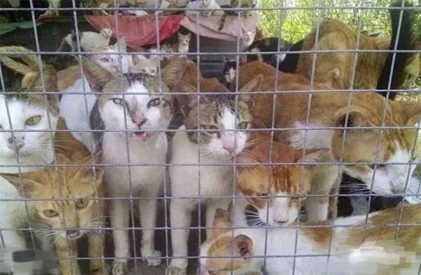 中國人什麼都敢吃，為什麼很少吃貓肉，僅僅是因為貓肉發酸？