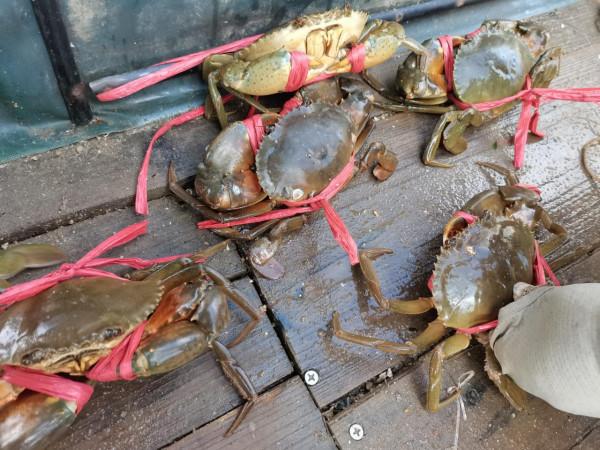 湛江漁民，捕撈到海上霸主，直接剪掉漁網，一隻賣了五百塊錢