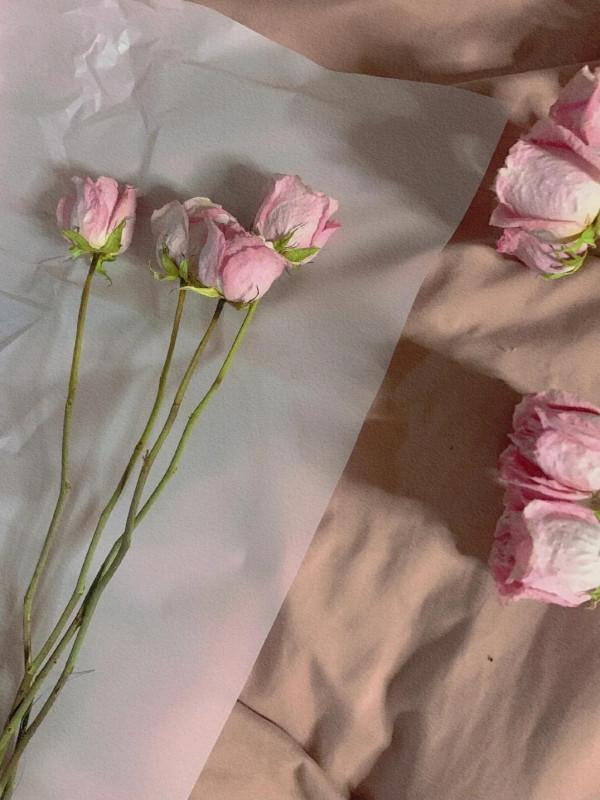 乾花晾制教程 乾花晾制教程