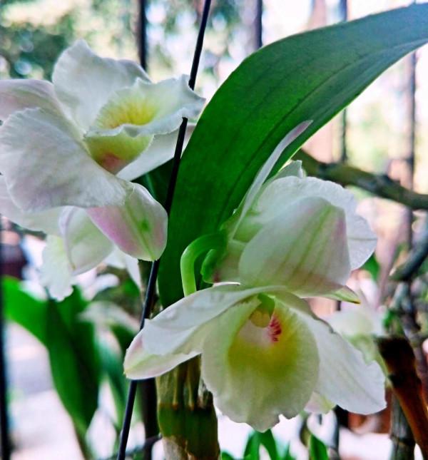 春石斛蘭花～花朵多彩，莖葉美麗；型態雍容華貴