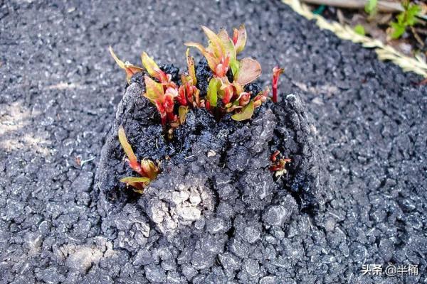 入侵英國導致房價暴跌的日本虎杖,為何我國敢大力種植? 入侵英國導致房價暴跌的日本虎杖,為何我國敢大力種植?