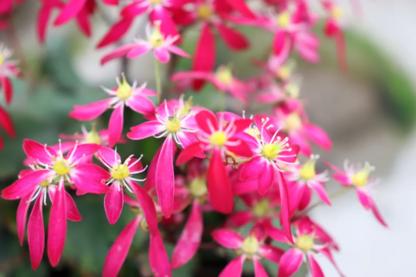 瑞虎迎春，虎耳招財！翩翩起舞的小精靈，輕鬆開成夢幻花毯