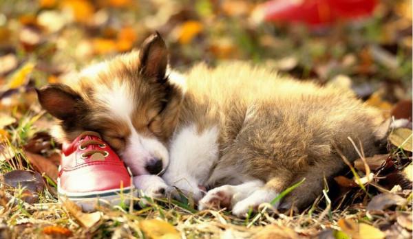 不適合養柯基犬的人,說的是你嗎?一起來看看 不適合養柯基犬的人,說的是你嗎?一起來看看