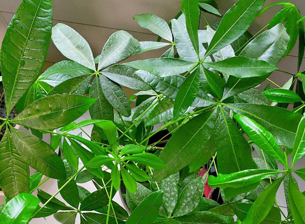 4種富貴花，陽臺養一盆好養又聚財，秋天正合適