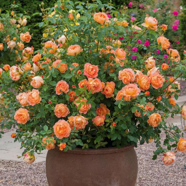 若是發現盆土長出4種“小東西”,建議斷水、換盆,防止根系腐爛 若是發現盆土長出4種“小東西”,建議斷水、換盆,防止根系腐爛