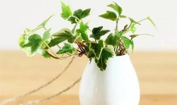 100種觀葉植物 | No.7 常春藤養護攻略