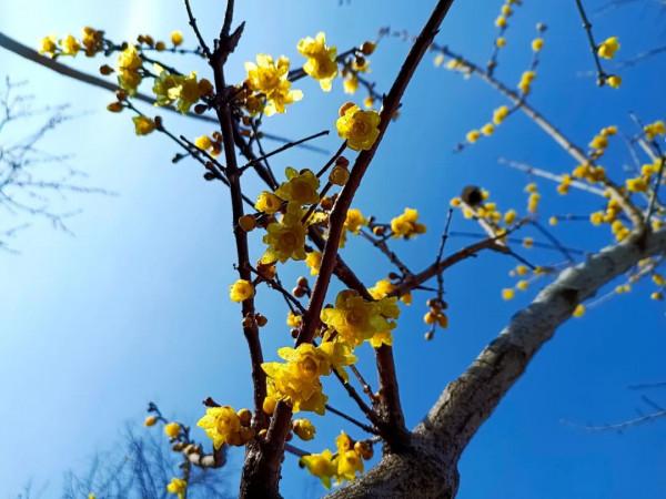 青州第一波臘梅已上線&excl;尋香看這裡&excl;