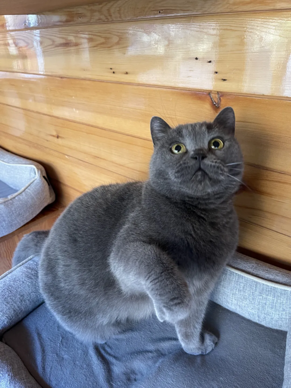 《論“肚腩”對小貓咪的重要性》