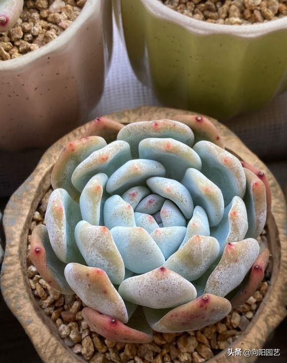 溫度越來越低，多肉啥時往家搬，不用著急，0度再搬也不遲