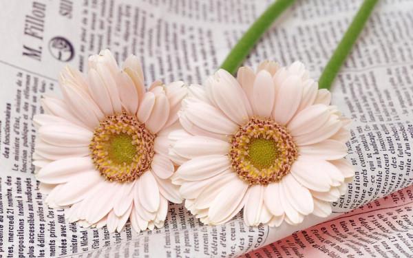 凡事盡最大的努力,做最壞的打算 凡事盡最大的努力,做最壞的打算