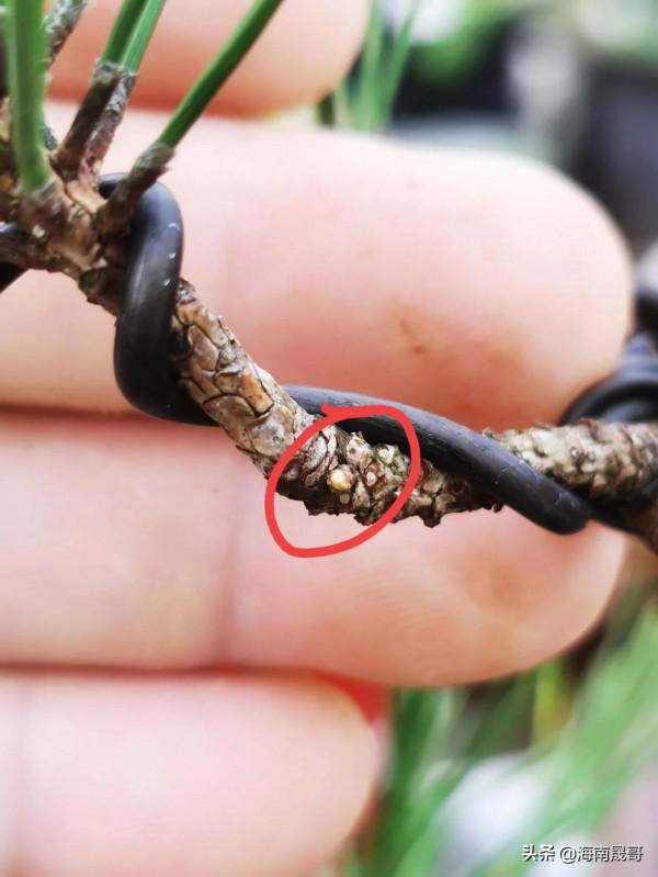 黃山松第三種逼芽技巧（截流逼芽）