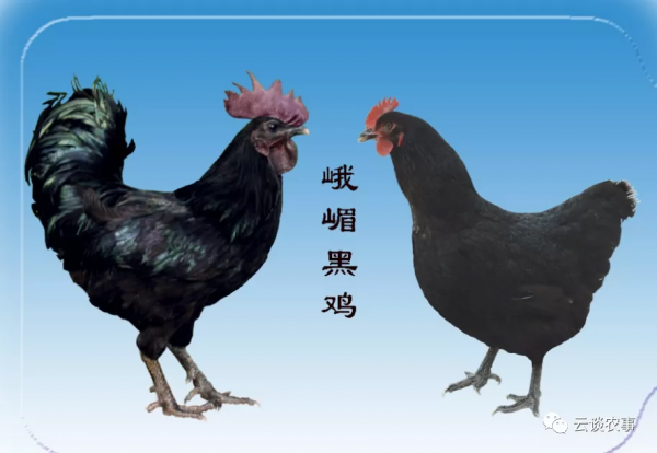 雞的品種與分類&mdash;&mdash;居然有這麼多品種？