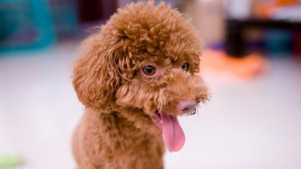 這5種狗壽命很“短”,不能陪你很久,你還會考慮養嗎? 這5種狗壽命很“短”,不能陪你很久,你還會考慮養嗎?