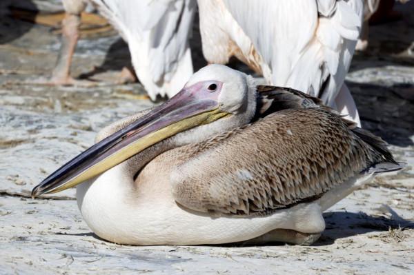 白鵜鶘遷徙 白鵜鶘遷徙