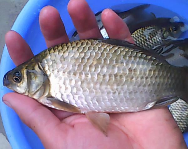 不管解凍什麼魚,切記別用水泡,教你一招,簡單快速,比活魚新鮮 不管解凍什麼魚,切記別用水泡,教你一招,簡單快速,比活魚新鮮