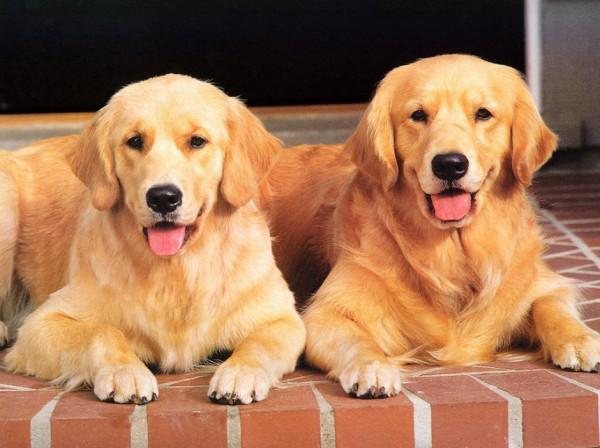 養狗“首選”這3種狗，既便宜又好養