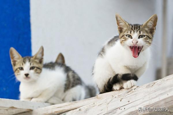 為何反虐待動物立法困難