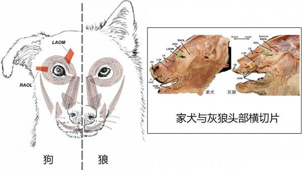 狗到底有多聰明?平均能聽懂89個單詞,相當於18個月大嬰兒 狗到底有多聰明?平均能聽懂89個單詞,相當於18個月大嬰兒