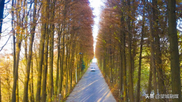 冬日紅杉！望城這條路自帶電影氛圍感→