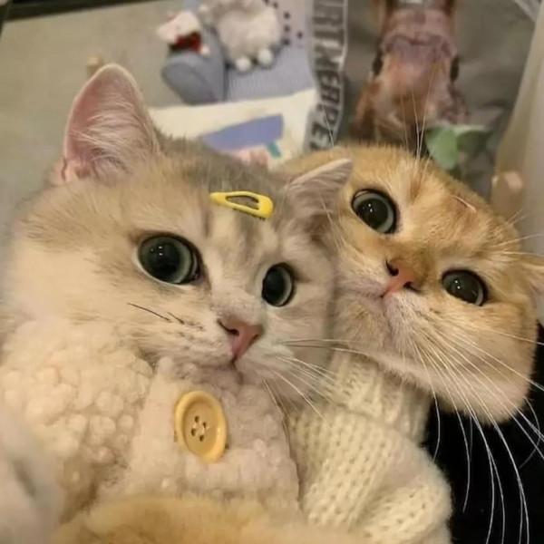 桌布小館：可愛寵物頭像，這樣的狗狗誰不喜歡