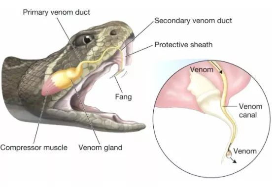 有毒動物為什麼不會被自己的毒毒死？