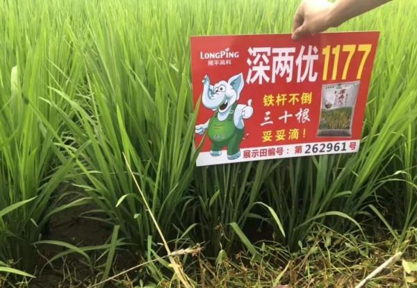高產優質型水稻品種深兩優1177，綜合抗性好，附高產栽培技術