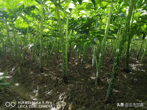 如何選購珠芽魔芋種子