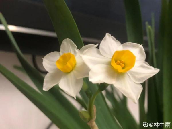 9種花是&OpenCurlyDoubleQuote;一次性&rdquo;，年前買、年後扔，不心疼錢嗎？