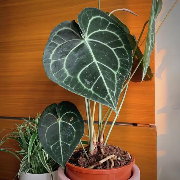 心形大葉子明脈花燭,摸起來有天鵝絨般的質感,開的花朵似飛鶴 心形大葉子明脈花燭,摸起來有天鵝絨般的質感,開的花朵似飛鶴